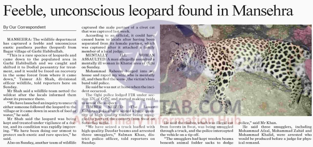 Male civet and Feeble & unconscious Leopard shifted to Dhodial Pheasantry