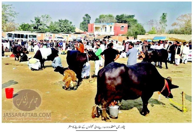 پشاور میں لائیوسٹاک ڈیپارٹمنٹ کے زیراہتمام دودھ دینے والی بھینسوں میں مقابلہ