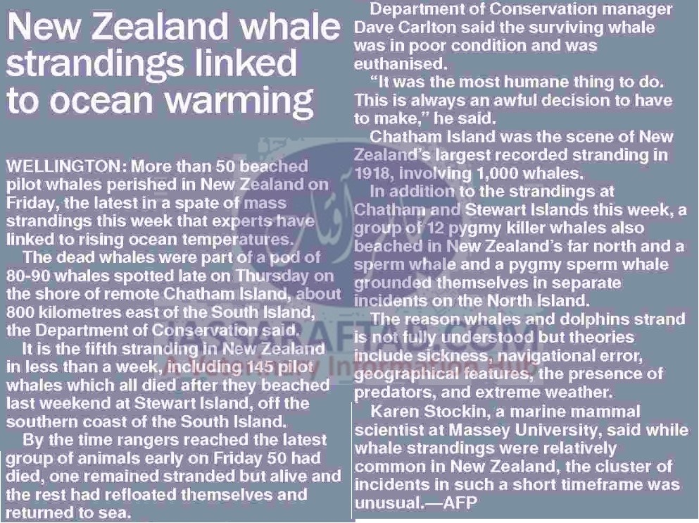 Whales stranding in New Zealand