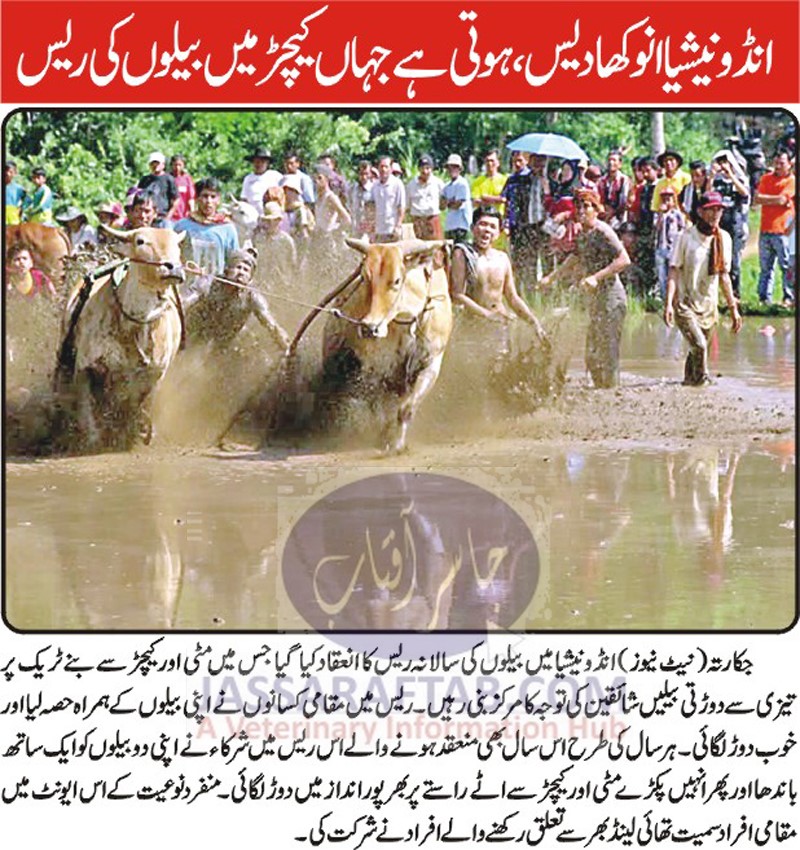 Bull race in Indonesia