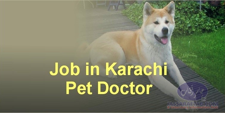 Pet Doctor Job