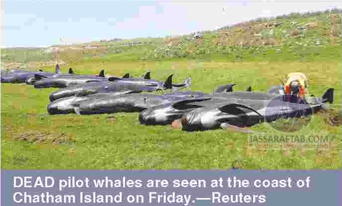 Pilot Whales stranding in New Zealand