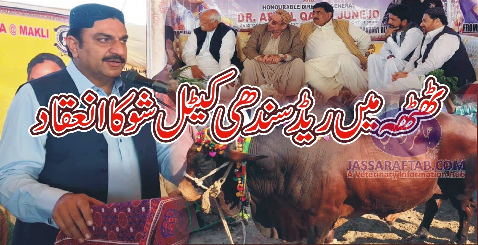 Red Sindhi Cattle Show