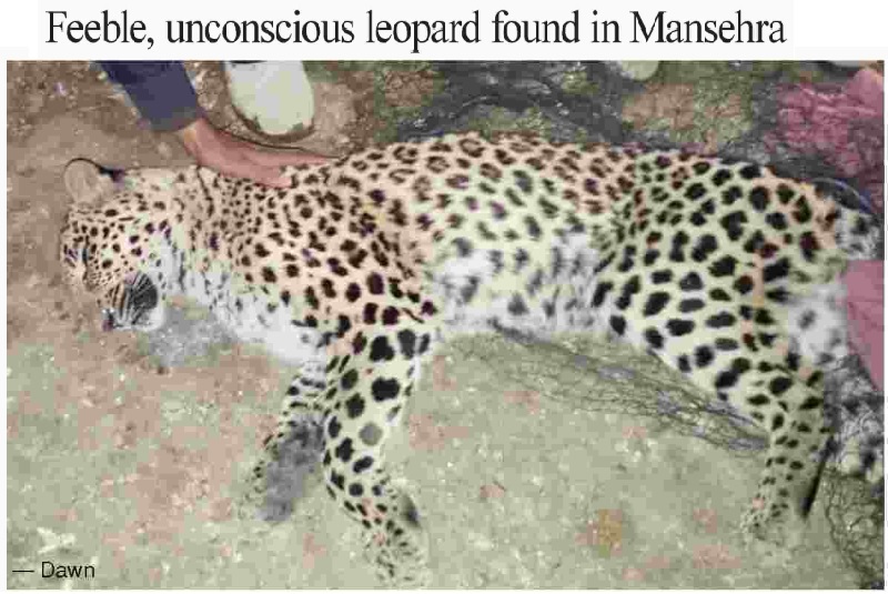 Feeble and Unconscious leopard