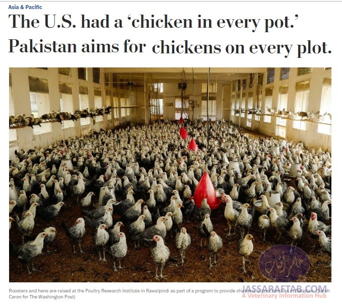 Washington Post Poultry alleviation 