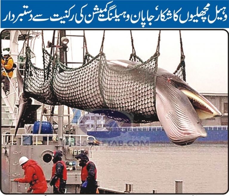 Whale Commission Membership of Japan