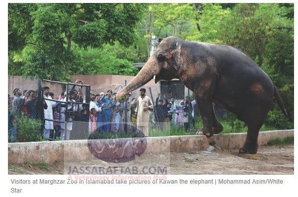 Elephant in Marghazr Zoo