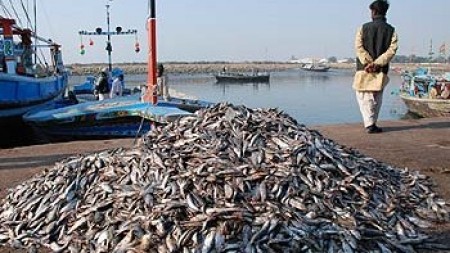 بلوچستان میں مچھلی کے شکار پر پابندی کی وجہ سے سمندری خوراک کی برآمدات میں مزیدکمی کا  خدشہ