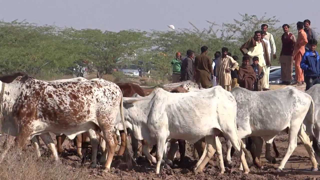 Cows affected after eating molasses in Cholistan