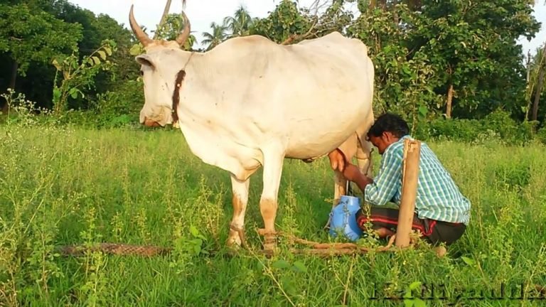 Hand Milking of Cow