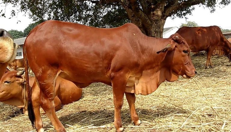 Mela of red cow breed held in Thatta to promote Red Sindhi Cattle breed.