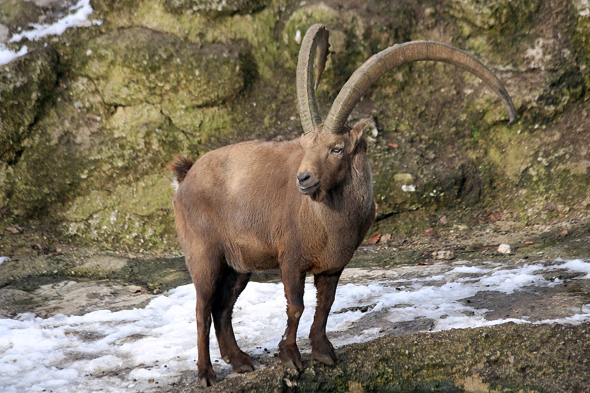 Ibex poaching and hunting