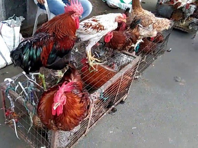 گھریلو سطح پر دیسی مرغیوں کی افزائش سے معیشت ترقی کرے گی : احمد رضا