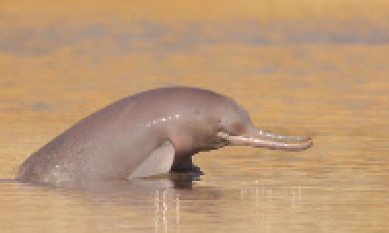 Indus dolphin