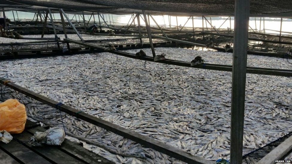 Fish farms in coastal areas to be established as per increasing demand