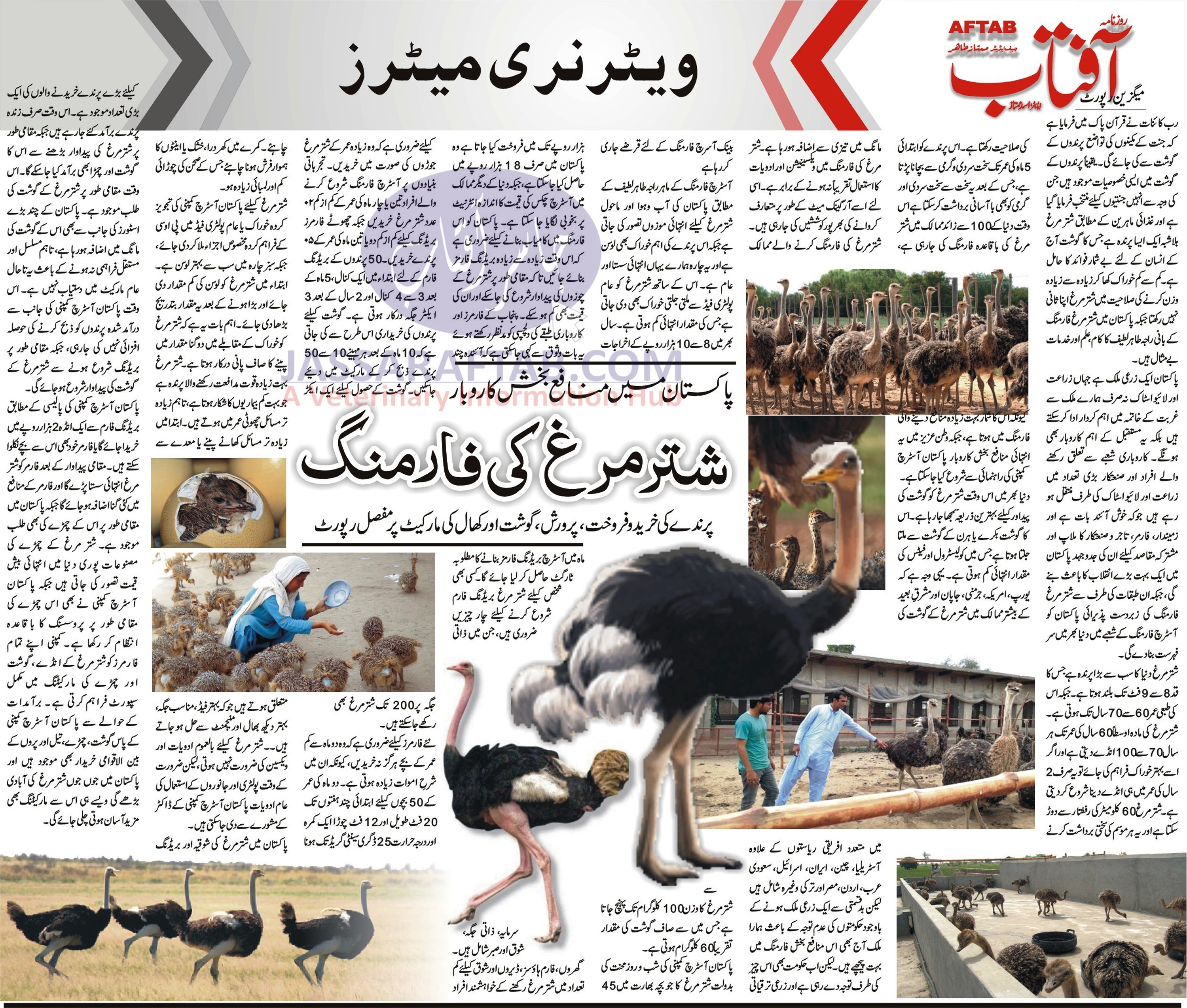 how to start ostrich farming and its issues. Ostrich Feeding, Ostrich Management and Health management of birds