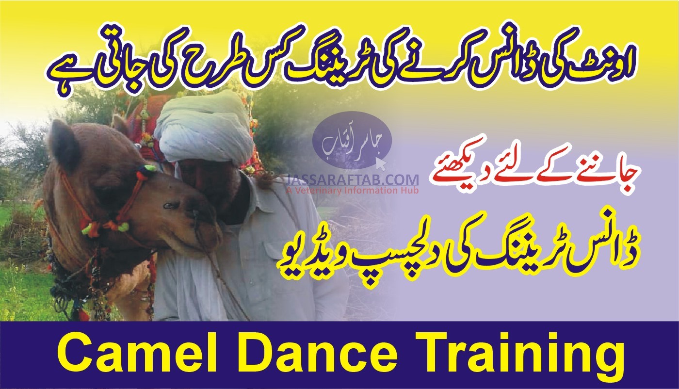 Camel Dance Training in Pakistan