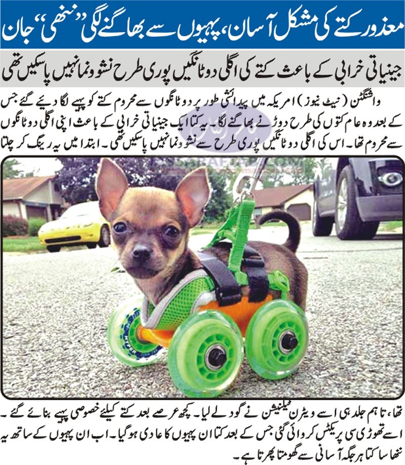 Rehabilitation of disabled dog