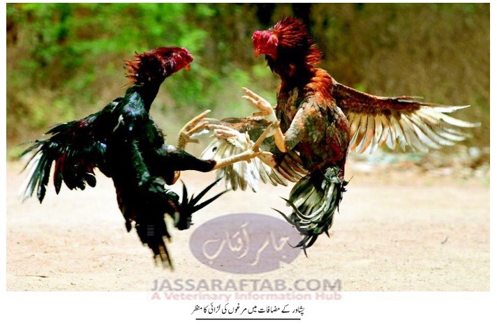 پابندی کے باوجود پشاور ک مضافات میں مرغوں کی لڑائی جاری