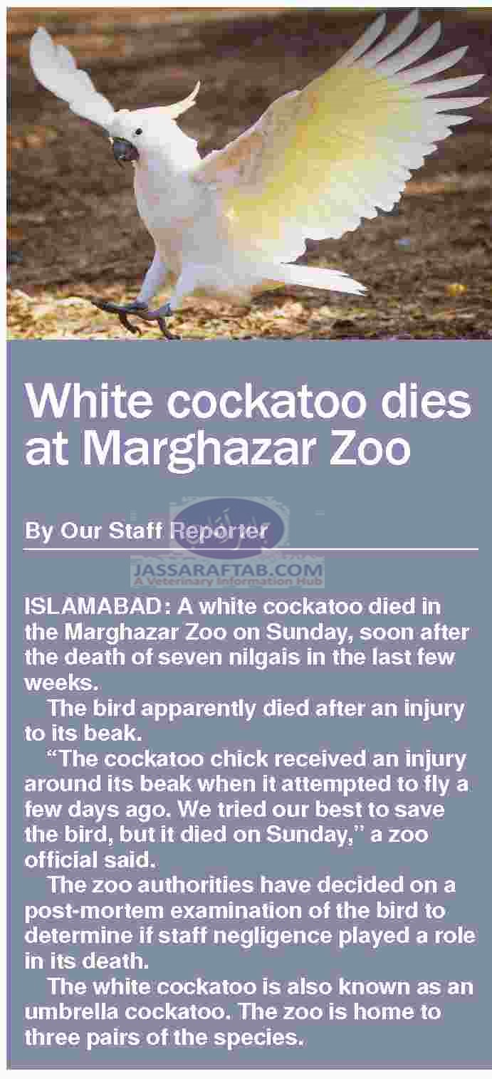 White cockatoo also called umbrella cockatoo died