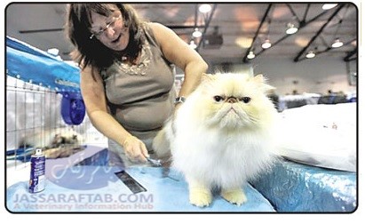 Cat Show and beautiful cats