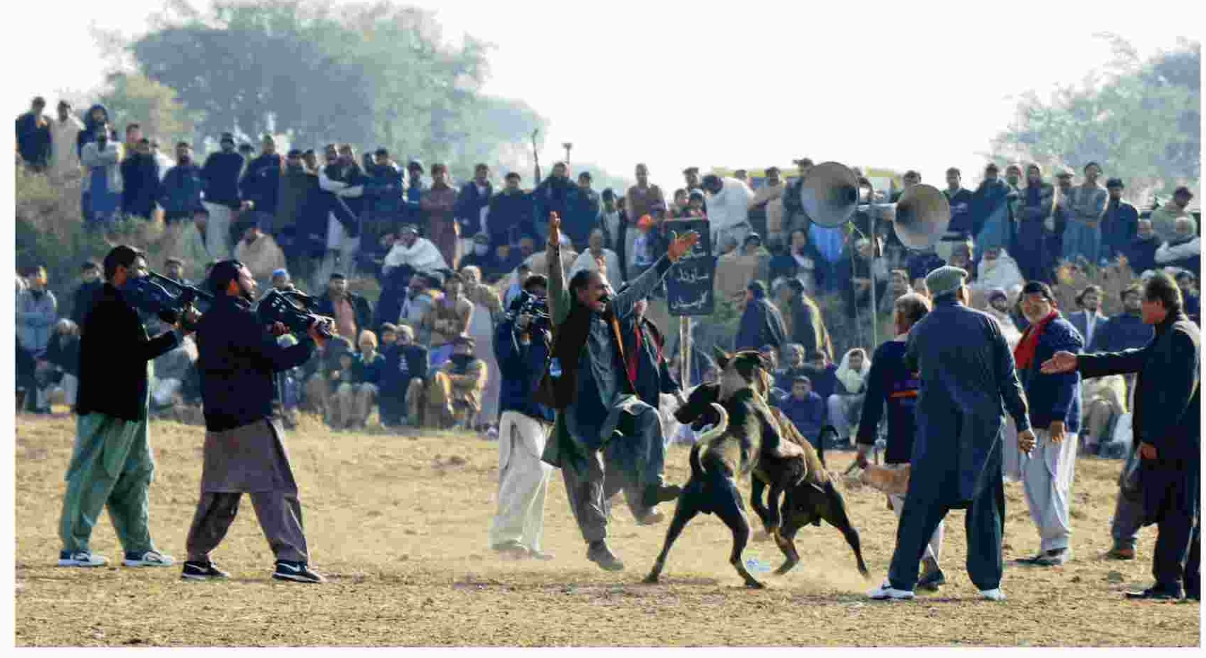 Dog fight in village - Dog fighting competition