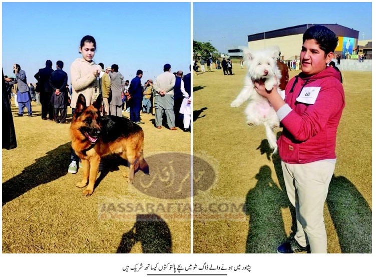Dog show in hayatabad