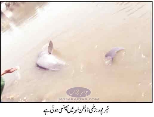 خیرپور میں ابل نہر میں  نایاب نسل کی اندھی ڈولفن نیم مردہ حالت میں پائی گئی
