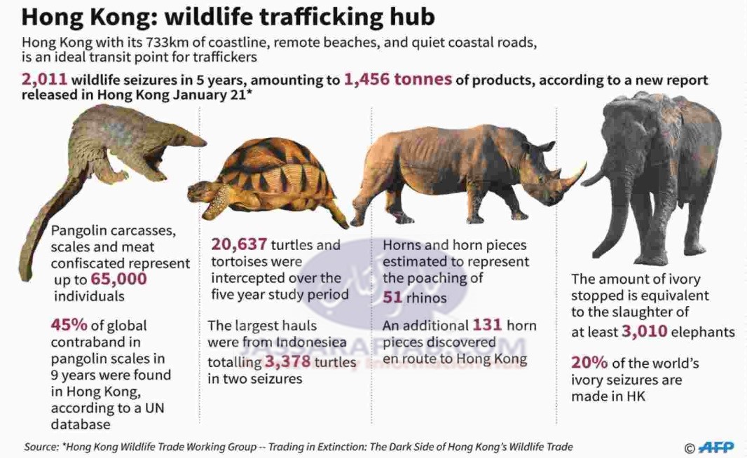 ہانگ کانگ جنگلی حیات کی اسمگلنگ روکنے میں ناکام