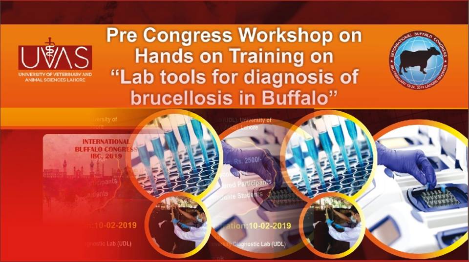 Brucellosis in Buffalo, Diagnosis of brucellosis in Buffalo.