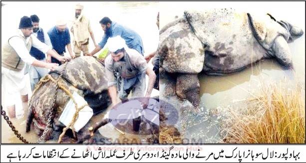 Female Rhino died at Lal sohanra