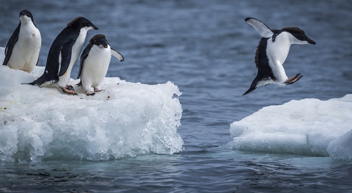 Jumping Penguin on ice