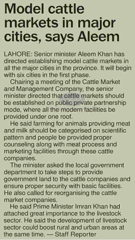 Model cattle market