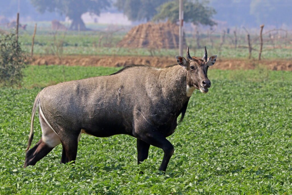 Nilgai shifted to Bahawalpur Zoo