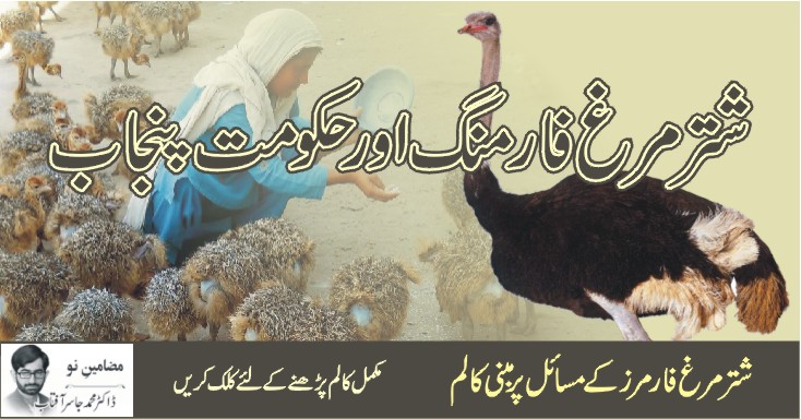 ostrich pakistan