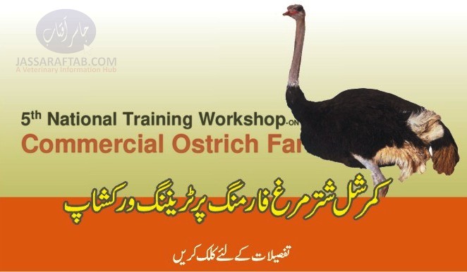 ostrich farm training in pakistan