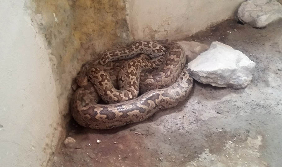 Python died in Lahore zoo