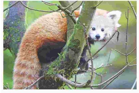 Red Panda returned to Zoo