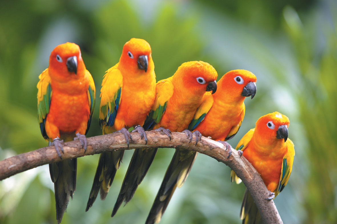 Colorful Beautiful Birds