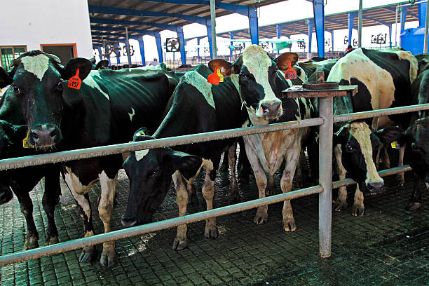 Dairy cows wait in the milking yard at the Sapphire Dairies