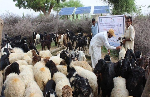 میر پور خاص: 20 لاکھ مویشیوں کی ویکسی نیشن جاری ہے ، ڈاکٹر جلبانی