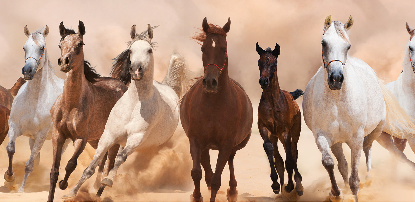Facts about horses | گھوڑے بارے دلچسپ حقائق