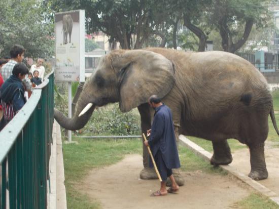 Elephant at Lahore zoo