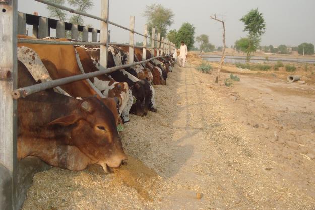 Livestock Fattening Farm