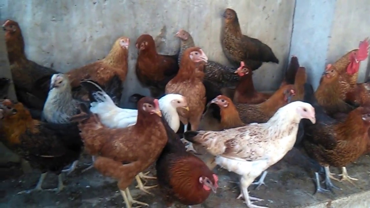Desi poultry birds