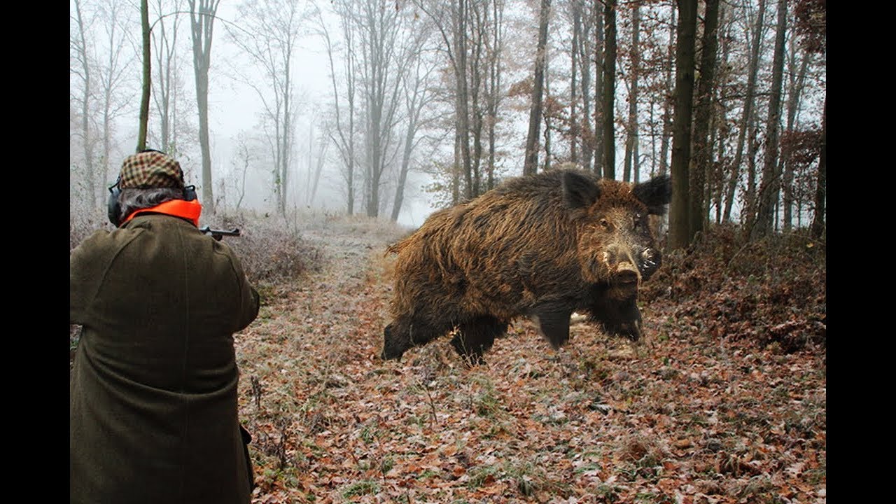 Hunting of Boar