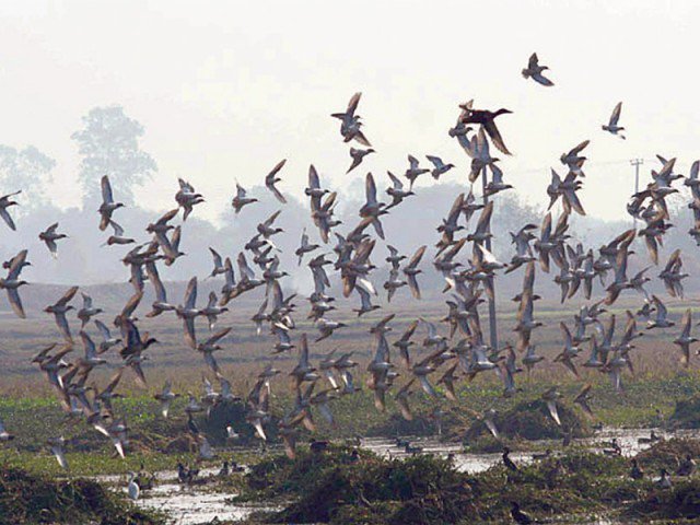 Migratory Birds flying