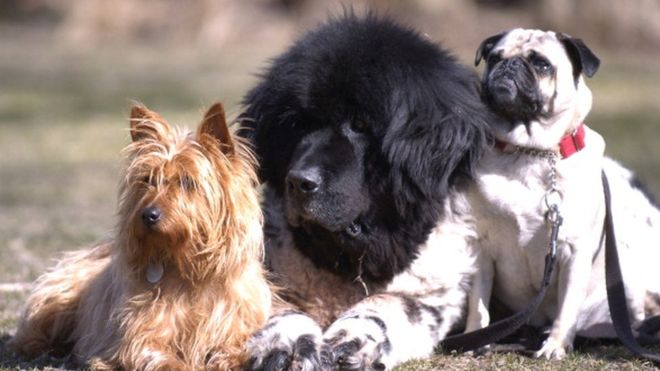 کتوں کے غیر ضروری بھونکنے پر پابندی عائد