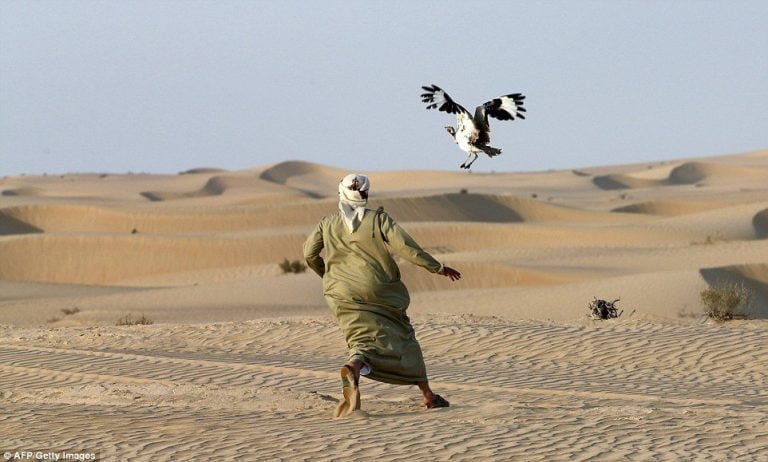 Houbara bustard hunting permits in Sindh i