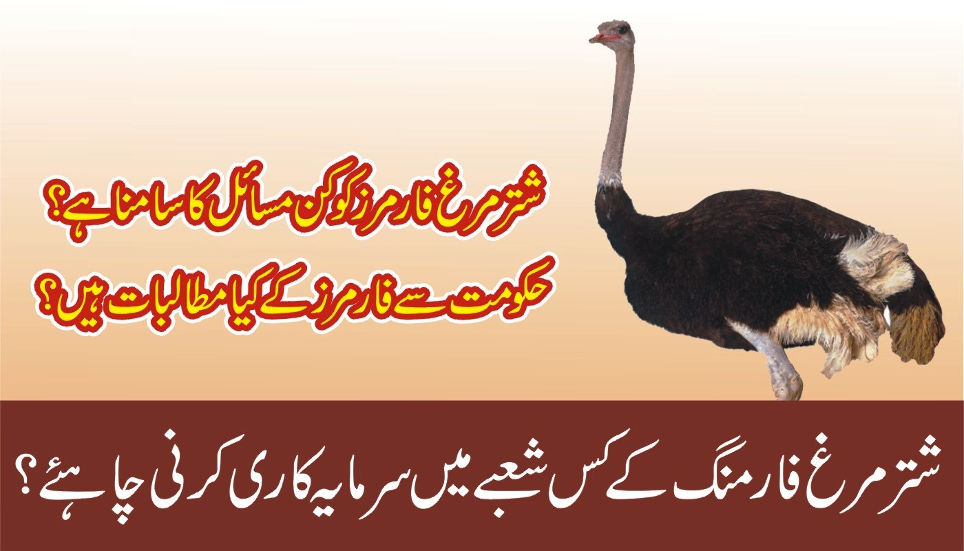 Issues of Ostrich Farming